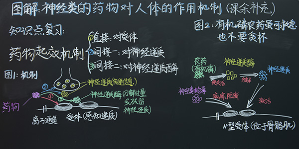 2号 《药物作用机制》护理学院  张晓宇(三等奖).jpg